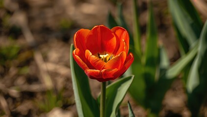 Naklejka premium Close-up of a Vibrant Orange and Red Tulip in Bloom