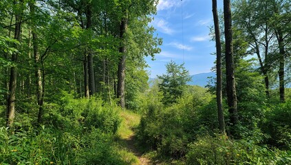 Fototapeta premium Picturesque Woodland Landscape Outdoors