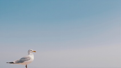 Obraz premium A Coastal Bird in Flight