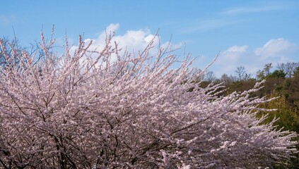 Cherry blossoms at peak flowering