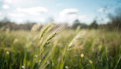 Bright sunlight shining on green cereal grains with an abstract nature backdrop