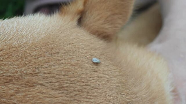 Ticks clinging to the dog