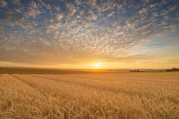 Obraz premium Sunset glow over a late summer harvest on a hillside in the southern downs