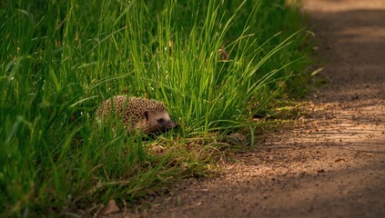 Obraz premium Adult hedgehog concealed in tall grass near pathway to avoid threats