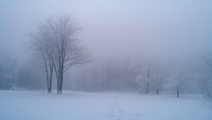 Fototapeta premium Frozen wilderness shrouded in mist and snow-covered trees