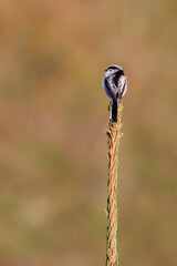 Orite &agrave; longue queue