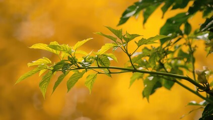 Obraz premium Yellowing of papaya leaves indicates the upcoming growth of fresh leaves and blossoms