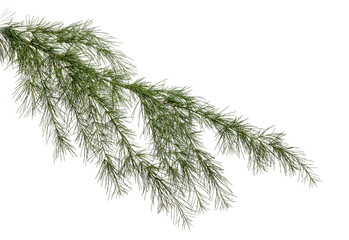 twig of a coniferous tree © Svetoslav Radkov