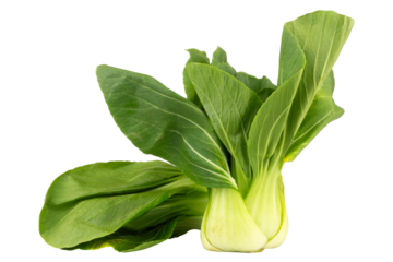 Fresh Taiwan bok choy isolated on white background