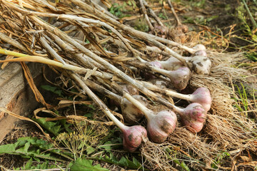Obraz premium Garlic. Bunch of fresh raw organic garlic harvest with roots and tops in garden