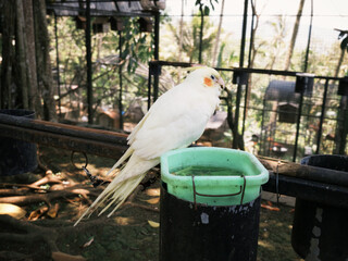 Parkit Australia cockatiel (Nymphicus hollandicus) on wooden branch