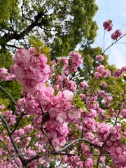 Detail of blooming pink Japanese sakura flowers