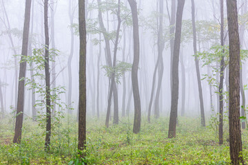 The forest shrouded in morning mist