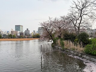 View of a city park with skyscrapers in the background in Tokyo, Japan