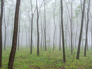 The forest shrouded in morning mist