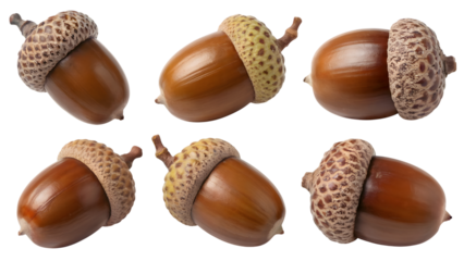 Acorns arranged creatively in different positions . Isolated on transparent background, png