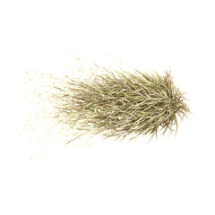 3d illustration of Woodoats grass on Transparent Canvas from the top view