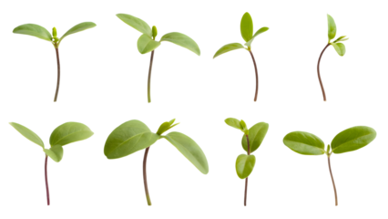 delicate sprouts emerging from soil, showcasing growth and new life . Isolated on transparent background, png