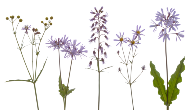 assortment of delicate purple wildflowers with detailed textures and subtle variations . Isolated on transparent background, png