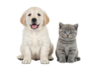 Obraz premium Cream Golden Retriever puppy & grey British Shorthair kitten sit on white studio background with reflection, bright light, negative space, concept of young pet companionship