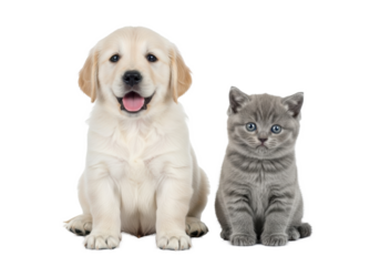 Cream Golden Retriever puppy & grey British Shorthair kitten sit on white studio background with reflection, bright light, negative space, concept of young pet companionship
