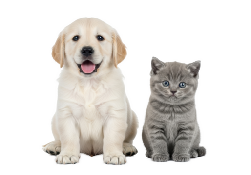 Cream Golden Retriever puppy & grey British Shorthair kitten sit on white studio background with reflection, bright light, negative space, concept of young pet companionship