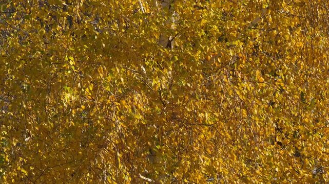 Birch tree in autumn with yellow leaves