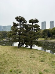 
View of a city park with skyscrapers in the background in Tokyo, Japan
