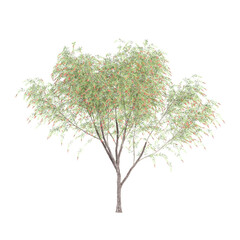 3D rendering of Weeping Bottle brush tree on transparent background