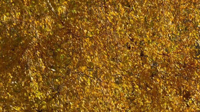Birch tree in autumn with yellow leaves