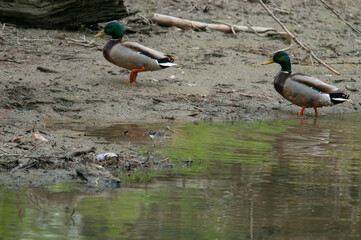 Solitary Sandpiper along the edge of a lake with two mallard ducks in the background