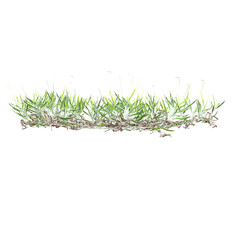 Collection of green grass on transparent background
