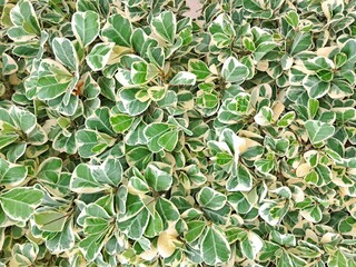 The lush, beautiful textured leaves of Ficus triangularis, bright green with cream edges, create an...