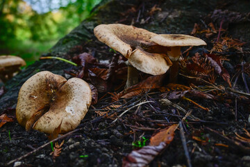 Beige Amanita rubescens mushrooms under a tree in the park. Location: Antwerp, Belgium