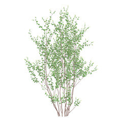 collection of Swamp birch tree on transparent background