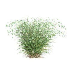 Green Woodoats grass isolated on transparent Canvas