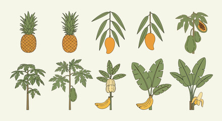 Drawing of pineapple mango papaya jackfruit  banana trees