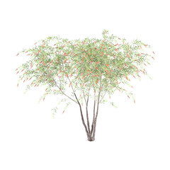 Weeping Bottle brush tree on transparent background.