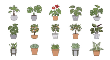 Fifteen potted house plants in various pots arranged in three rows on a white background