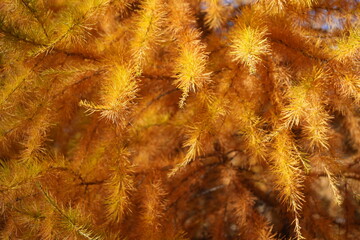 autumn leave background, wallpaper, swiss national park - parc naziunal svizzer - Schweizerischen Nationalpark - val Trupchun