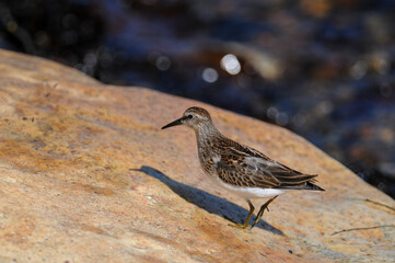 Least Sandpiper standing on the rocks along the coast of Acadia National Park