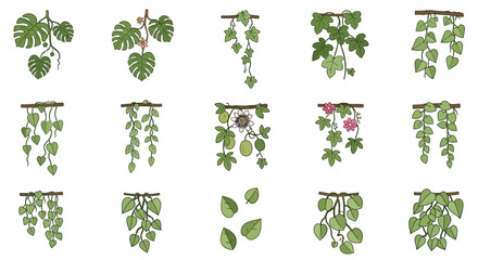 Fifteen vine illustrations in a grid pattern some with flowers or fruit attached to leafy branches