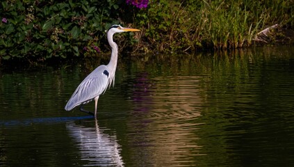 Waterbird in summer nature scene with white and black feathers