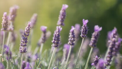 Purple wildflower meadow, fresh lavender blooms, natural backdrop, close-up with gentle blur