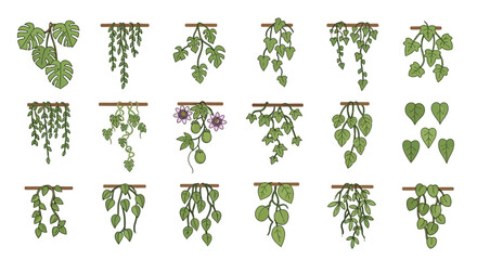 Green vines hang from wooden supports various leaf shapes and one with flowers