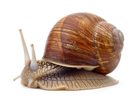 A close-up shot of a snail with a spiral shell crawling on a white background