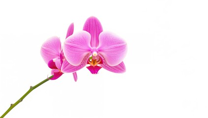 Fototapeta premium Pink Phalaenopsis orchid bloom in a tropical garden during winter or spring, isolated on white background with selective focus and space for text