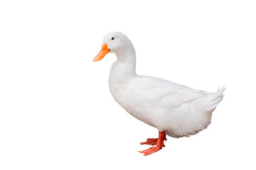 White domestic duck standing isolated on transparent background. White duck with orange beak and feet. Concept of agriculture, poultry farming, and natural animal life. PNG File