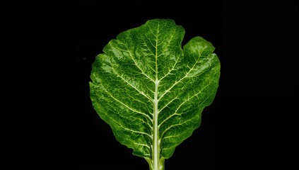 Close-up of fresh green lettuce leaves with a black backdrop, symbolizing health and nature