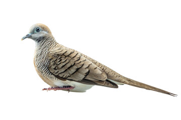 Beautiful side profile of an isolated peaceful dove (Zebra dove, Geopelia striata) with clear black and white stripes on its neck and chest, sitting on a transparent background.